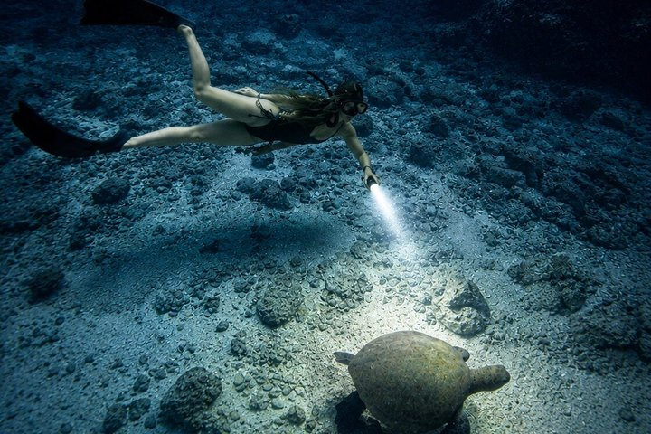 Turtle Town After Dark: With Lights & Stars (Turtle Guarantee) - Photo 1 of 15